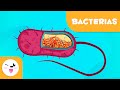 ¿Qué son las bacterias? - Ciencias para niños