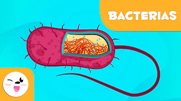 ¿Cuáles son las 6 características de las bacterias?