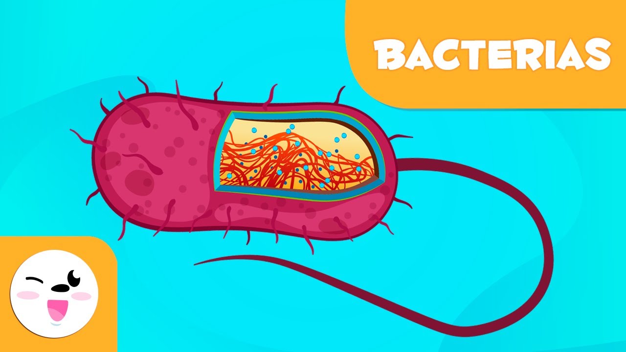 Qué son las bacterias? - Ciencias para niños - thptnganamst.edu.vn