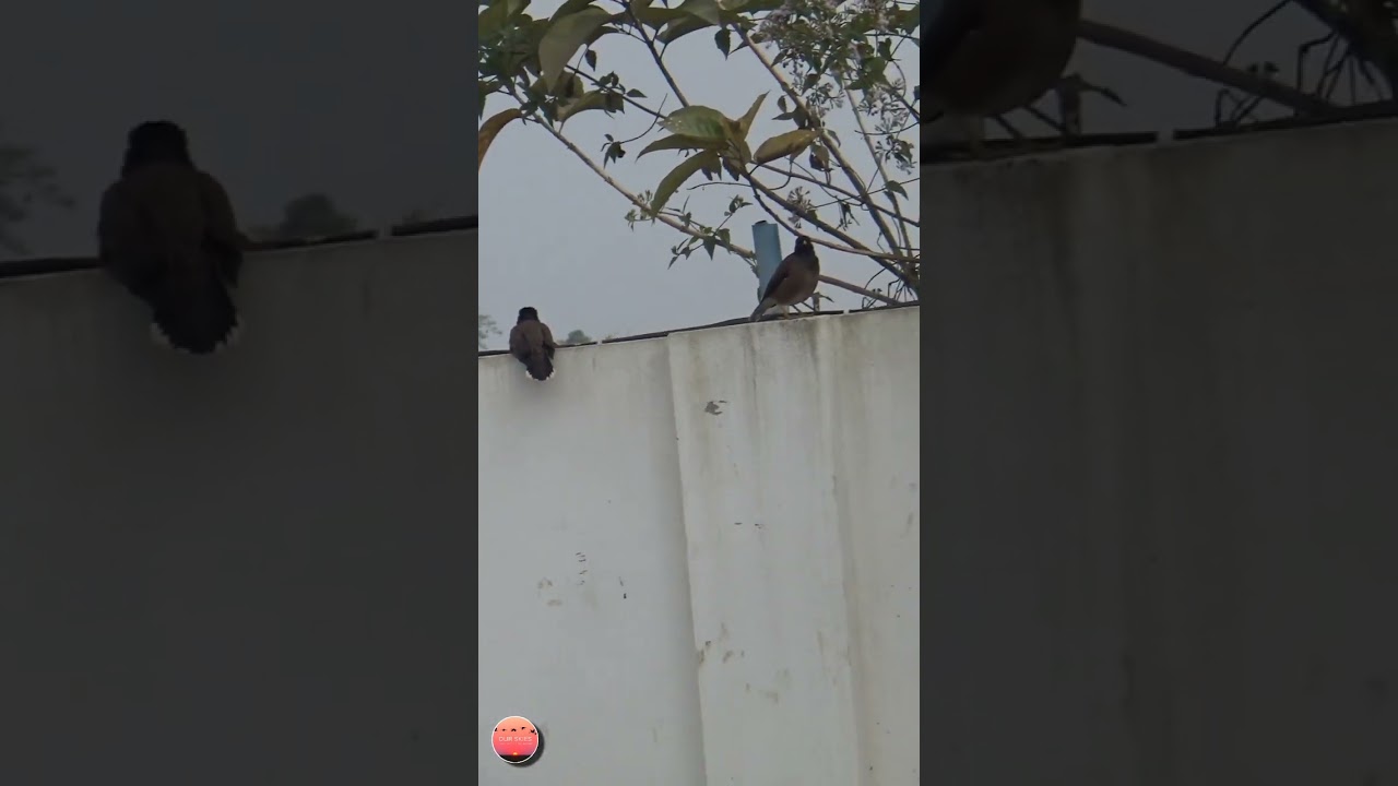 Urban Common Myna Salik