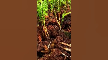 Panen jahe di kebun sangat memuaskan #shorts