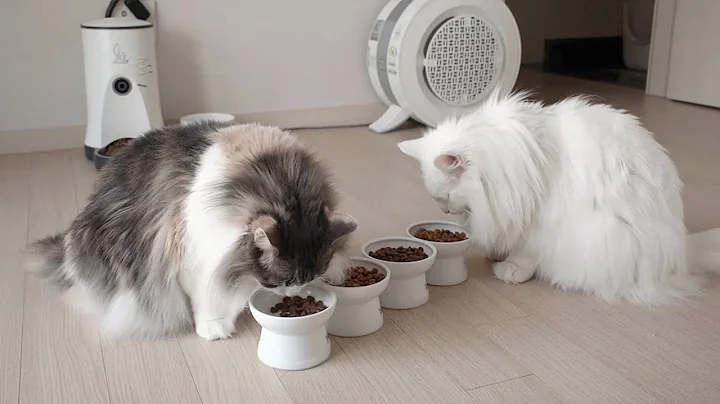 Video 1047971: norwegian forest cat, tabby white norwegian, norwegianforestcat cat, blue tabby white, cats catfood, best cat food
