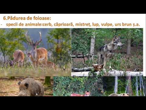 Video: Plante și animale din Japonia