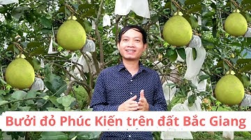 Bưởi đỏ Phúc Kiến tam hồng_bưởi Rỏn_0989928949