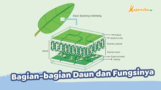 Bagian-bagian Daun dan Fungsinya | IPA SMP