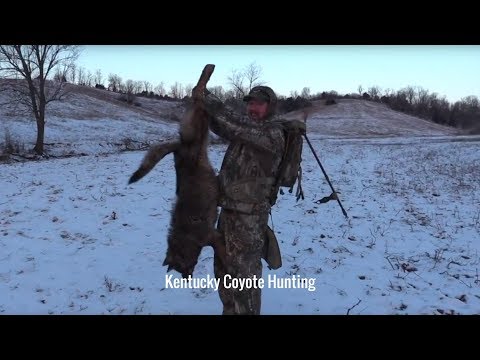 Kentucky Coyote Hunting