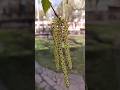 13.05.2023 Весна в городе #весна #springisintheair #springinthecity #nature #природа #природасибири