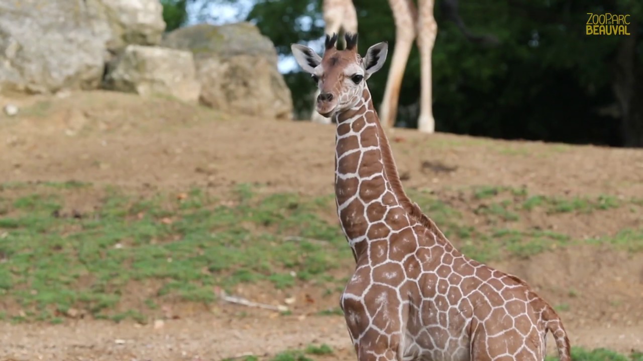 La population de girafes en hausse depuis 2015
