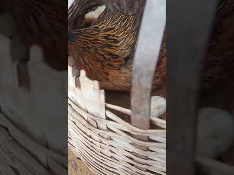 my hen layed