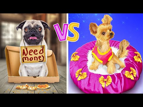 वीडियो: कुत्तों मटर खा सकते हैं?