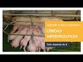 Aprende a manejar tus hembras adecuadamente!!! / GONZALO ZALLES
