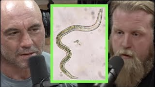 Mysterious Parasites Plague Justin Wren | Joe Rogan