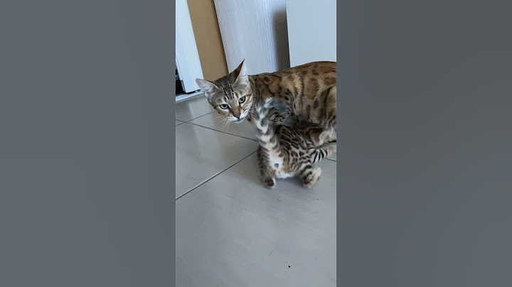 Maman et bébé chat bengal qui miaulent