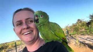 Bicudo E Pitico Brigam Abtoda Hora