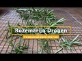 Rozemarijn Drogen | Gedroogde rozemarijn met een dehydrator