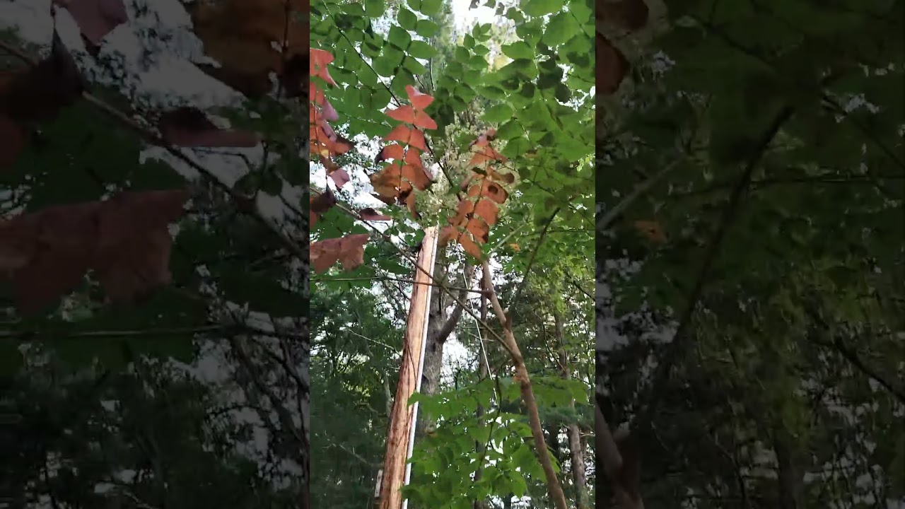 Devils walking stick plant.