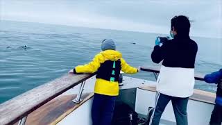 Dolphin Dance In Pacific Ocean (Must Watch)