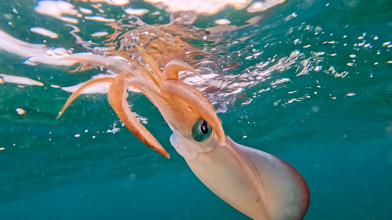 Trolling BIG lures and SQUID fishing in ALBANY Western Australia
