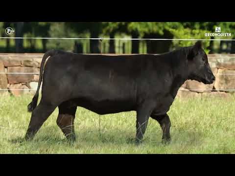 LOTE 17   TAT TE3881 F Angus