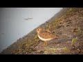 Temminck&#39;s Stint at Farmoor