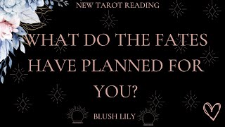 🔮Reveal the Fates' Plans For You - Online Tarot Pick a Card Reading🔮