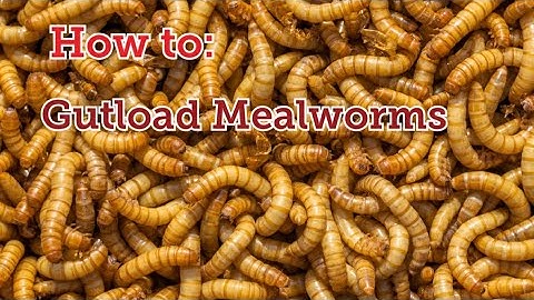 How to Gutload Mealworms