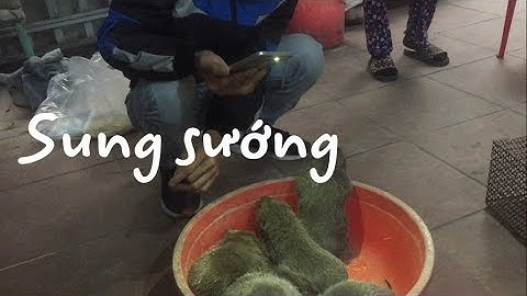Dúi trung quốc | Dúi mốc đại | Hàng trăm người quan tâm tới dúi giống của tôi| Chuột Tre 360