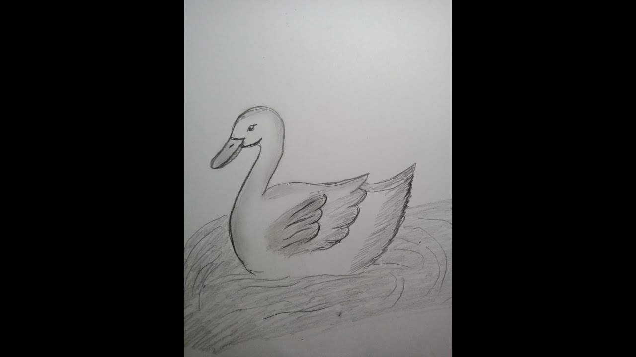 Duck Swimming | How to draw Swimming Duck easy Drawing |