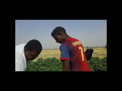 بلادى اناءبي صوط مرغنى النجار
