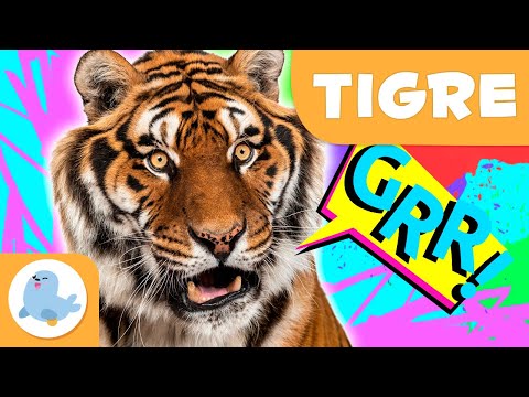 Vídeo: A vida útil dos tigres na natureza. Vida útil média de um tigre