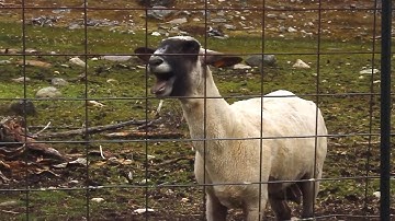 The Screaming Sheep (Original)