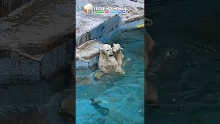 ホウちゃん流の甘え方#shorts#polarbear#ホッキョクグマ