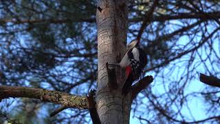 Дятел И Его Кузница. Woodpecker And His Forge.