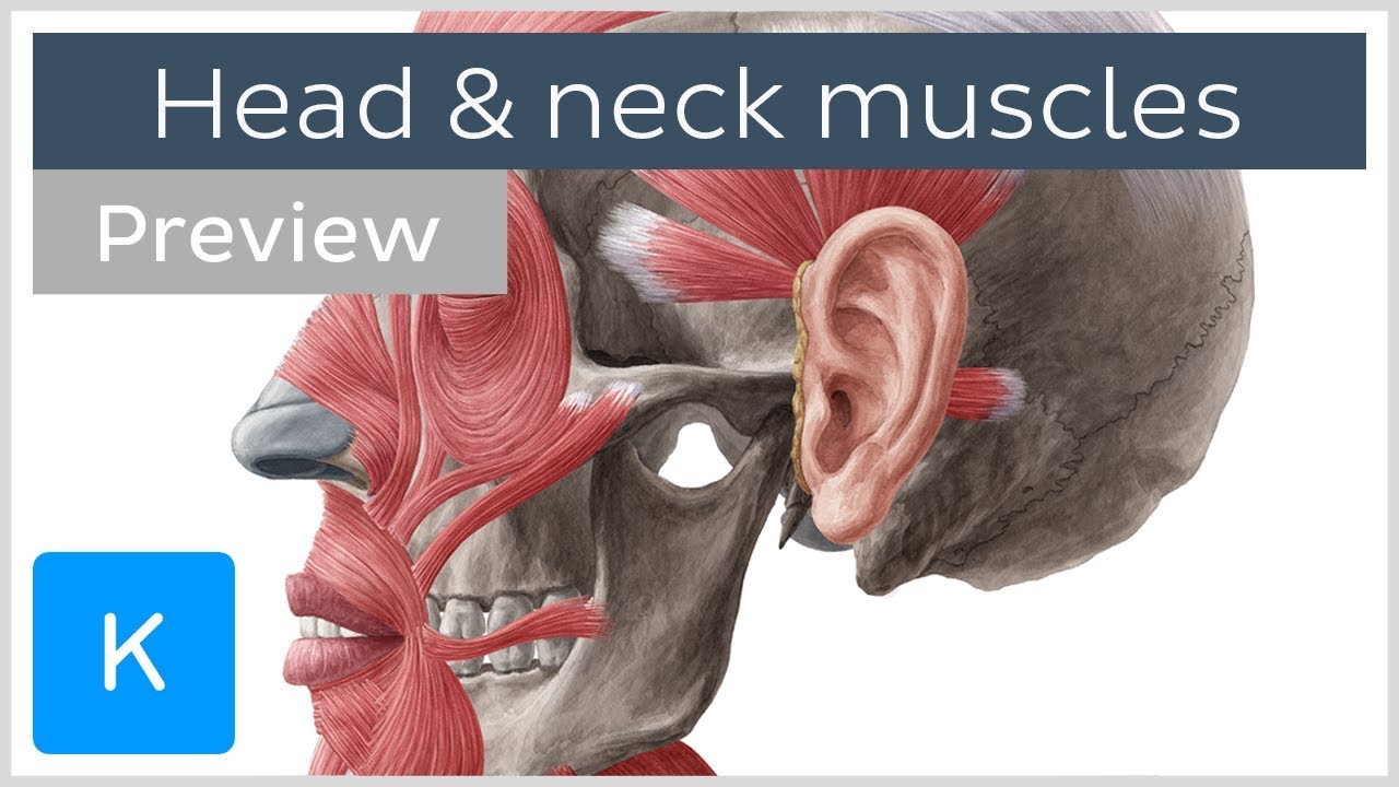 Main Muscles Of The Head And Neck Preview Human Anatomy Kenhub Youtube