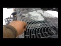 Клетка для кроликов полностью из сетки! Быстро Дешево Качественно! Cage for rabbits!