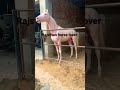 Horse Sound рџ Ґрџ Ґрџ Ґ Shorts Horse Sound рџ Ґрџ Ґрџ Ґ Shorts