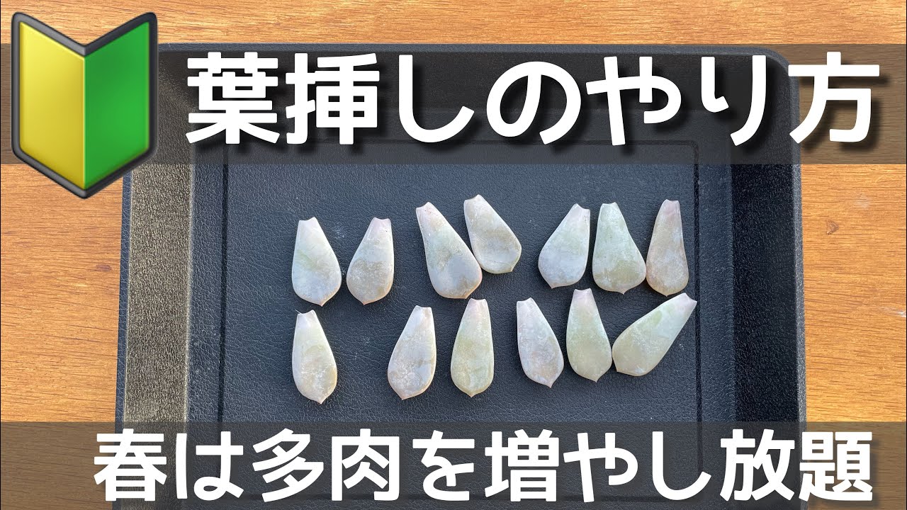 多肉植物】 多肉を増やそう！葉挿しの前の葉っぱ取り 2種類の取り方を