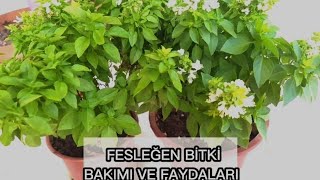 Fesleğen Bakimi & Fesleğen Faydalari