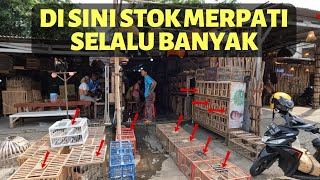 Nemu Spot Pedagang Merpati di Pinggir Jalan Kios Merpati Kong Ali