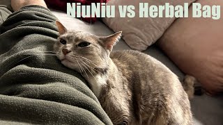 NiuNiu wants to get into an bag! by Niuniu's Life 191 views 1 year ago 1 minute, 51 seconds