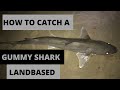 How to catch a gummy shark land based  |Musta fishing ep6