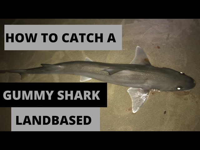 How to catch a gummy shark land based
