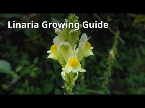 Video: Informasi Porophyllum Linaria: Panduan Menanam Herbal Pepicha