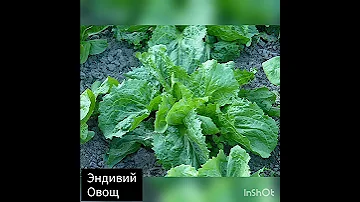Фрукты, овощи, ягоды на букву Э