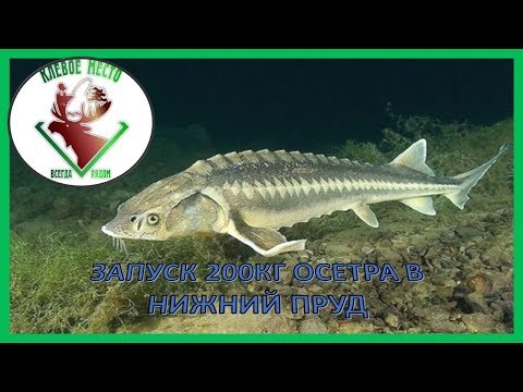 Зарыбление нижнего 200кг