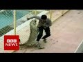 THE GREAT ESCAPE: Vicious Leopard That MAULED Six Staff At Indian School On The LOOSE Once Again!! (WATCH)