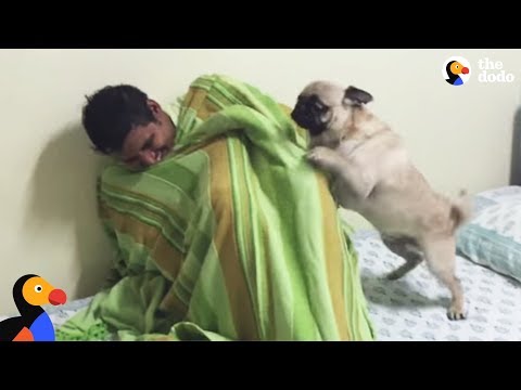 Pug Dog FREAKS OUT After Reunited With Hiding Uncle | The Dodo