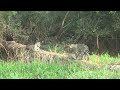 Familia de oncas tomando o sol da manha #Pantanal, #Bigcats , #naturephotography