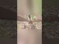 боротьба з бур'яном weed control