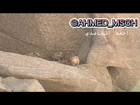 كلخ وبر الوبر البري 